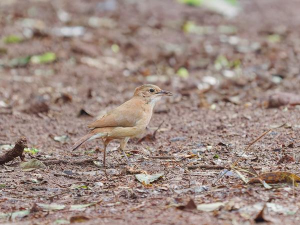 Rosse ovenvogel (Furnarius rufus)